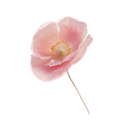 papavero 5